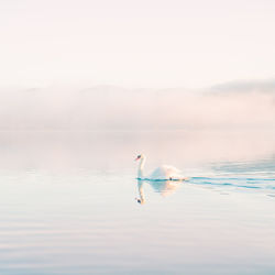 Swan swimming in sea against sky