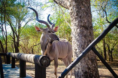 Deer in a tree