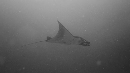 Fish swimming in sea