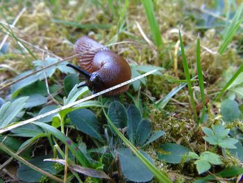 Close-up of snail on plant