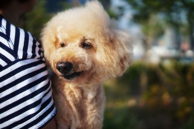 Portrait of dog sticking out tongue outdoors