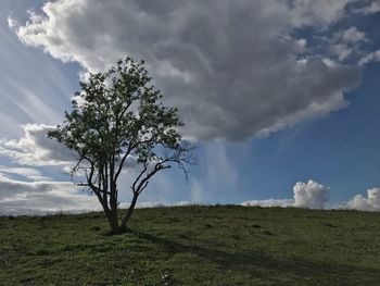 Low angle view of tree on field against sky