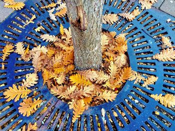 High angle view of wood