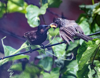 Close-up of birds perching on branch