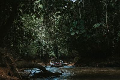 Scenic view of river amidst trees in forest