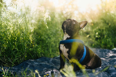 French bulldog dog sitting on blanket in grass during summer