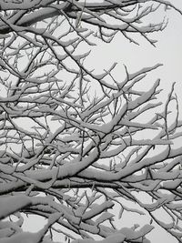Bare tree against sky