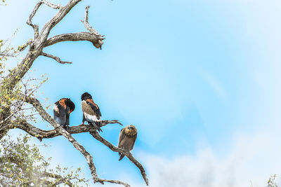 Low angle view of birds perching on tree against sky
