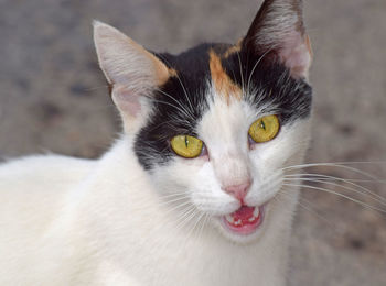 Close-up portrait of cat