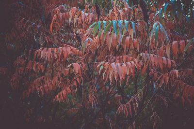 Close-up of plants growing in farm