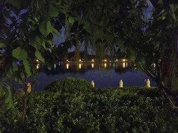 Trees in park at night