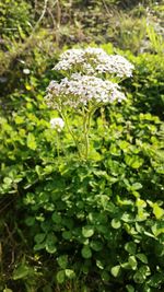 Close-up of white flowers blooming outdoors