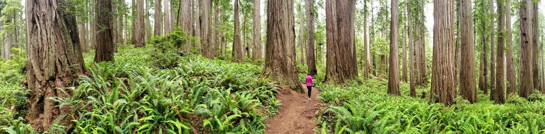 Rear view of man walking in forest