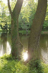 Reflection of trees in lake