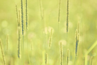 Close-up of fresh grass