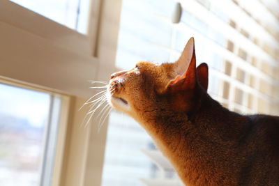 Purebred abyssinian cat curiously looking out the bright window