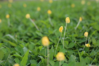 Close-up of yellow flowering plants on field