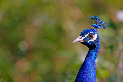 Close-up of peacock head