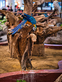 Close-up of parrot perching on wooden post