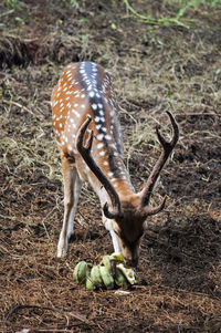 Close-up of deer on field