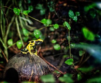 Frog on rock