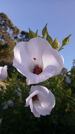 Close-up of white hibiscus blooming outdoors