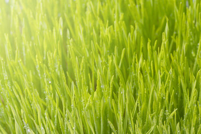 Close-up of grass growing in field