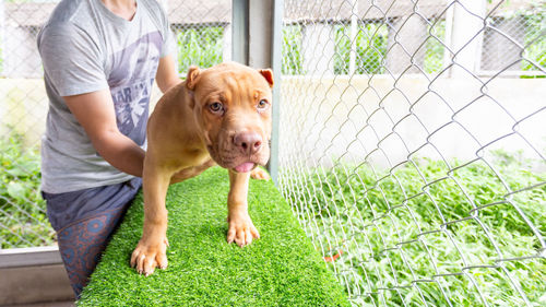 Portrait of dog on grass