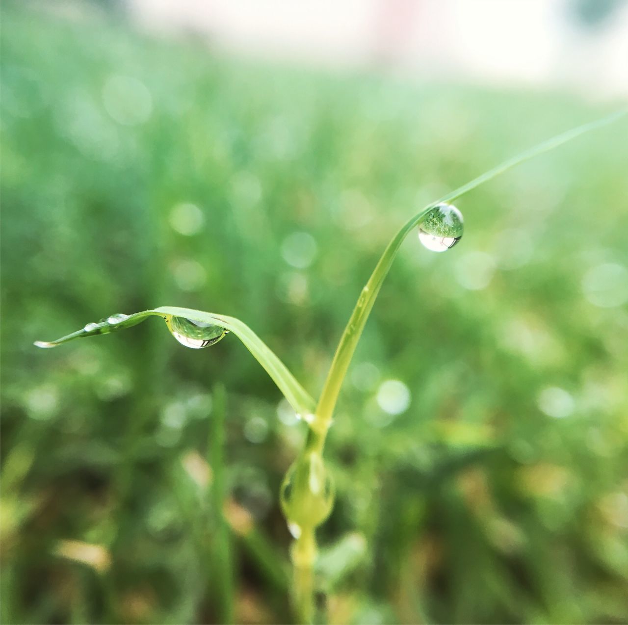 CLOSE-UP OF WATER DROPS ON LEAF