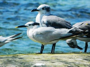 Bird flying over water