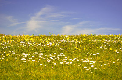 Scenic view of oilseed rape field against sky