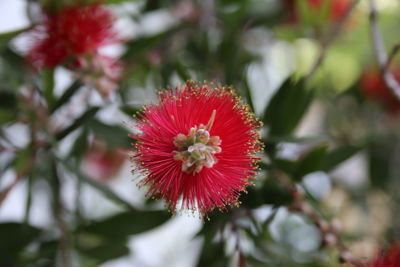 Close-up of red flower