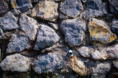 Close-up of insect on rock