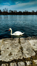 Swan floating on lake against sky