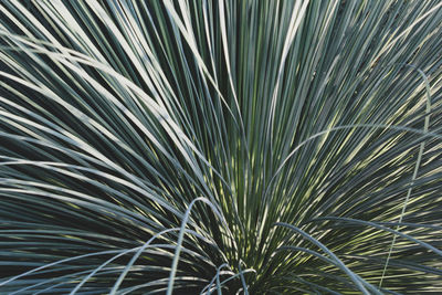 Full frame shot of palm tree