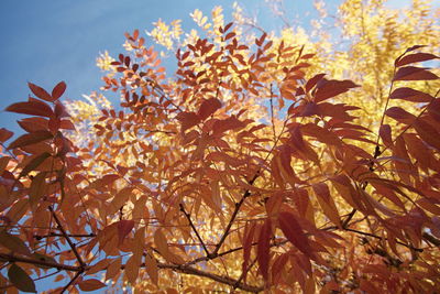 Low angle view of tree against sky during autumn