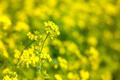 Close-up of fresh yellow flowering plant