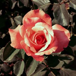 Close-up of rose blooming outdoors