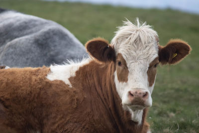 Portrait of cow on field
