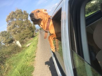 View of a dog on road