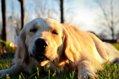 Golden retriever relaxing in park