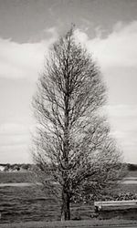 Bare trees on landscape