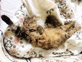 Close-up of cat relaxing on bed