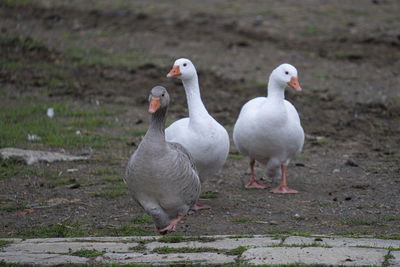 Ducks on a land