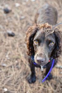 Close-up portrait of dog on field