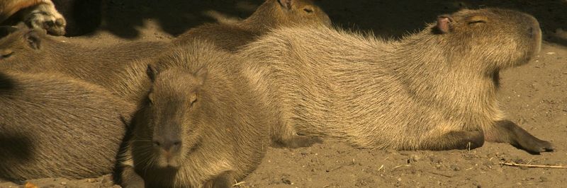 Capybara relaxing on field in zoo