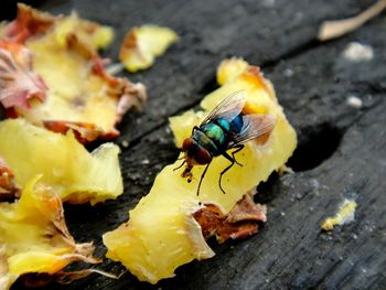 High angle view of insect