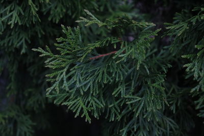 Close-up of pine tree