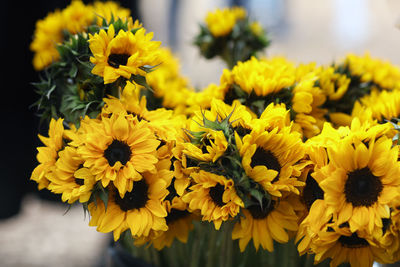 Close-up of yellow flowering plant