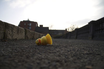 Surface level view of abandoned yellow duck brush against sky